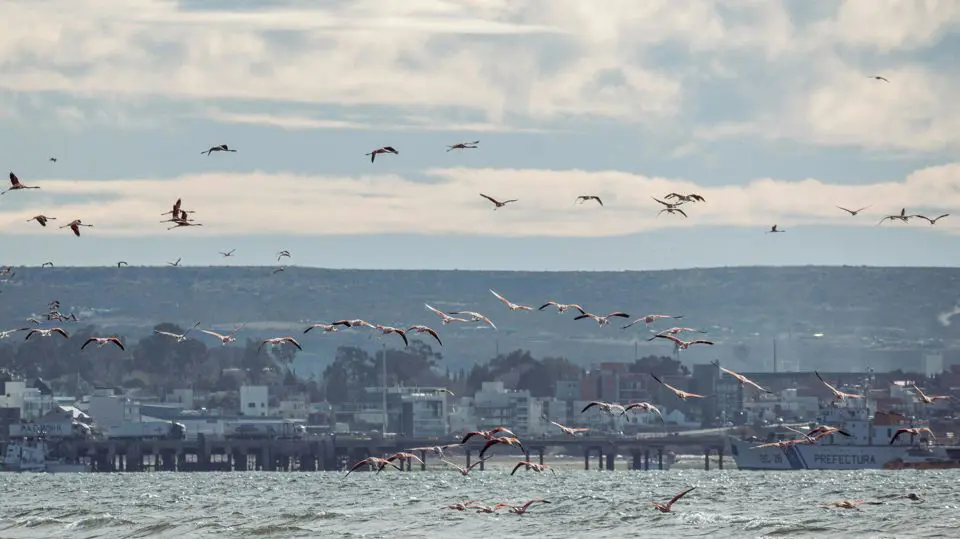 O que fazer em Puerto Madryn de carro