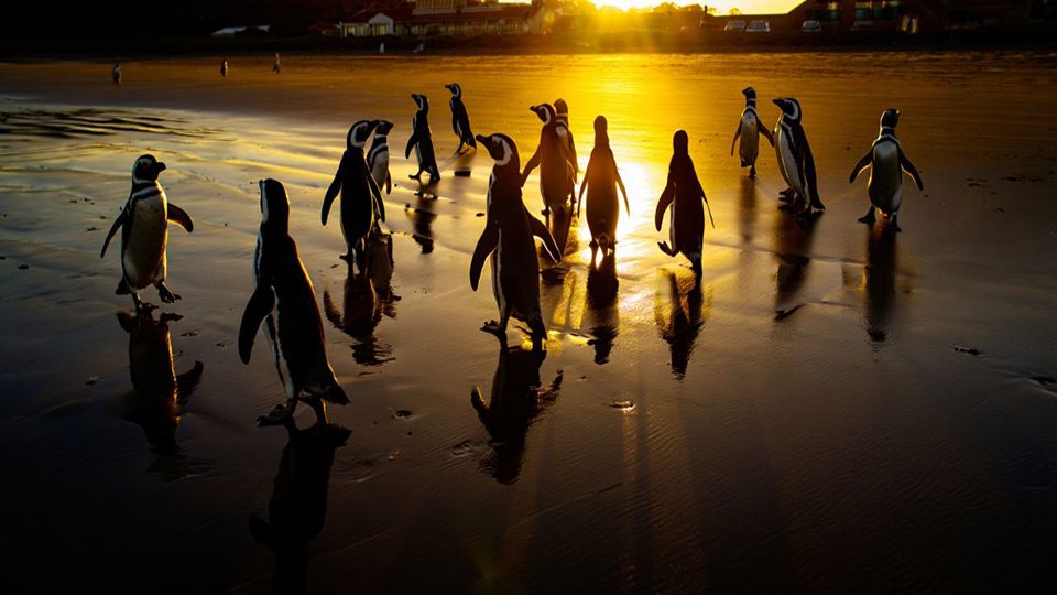 Atardecer Con Pingüinos foto 3