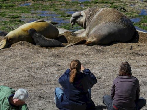 Punta Ninfas 4x4: Cliffs & Elephant Seal Colony foto 4