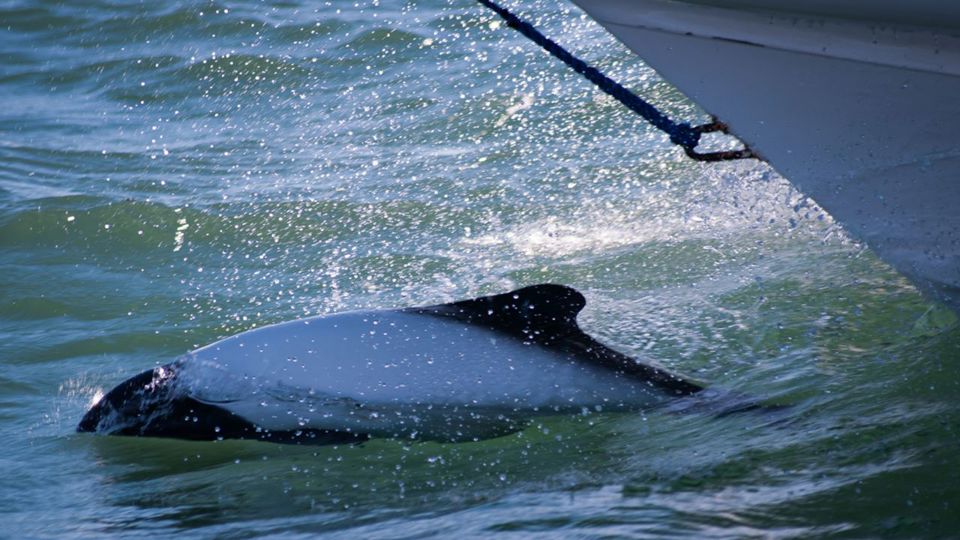 Dolphin Watching from Playa Unión foto 6