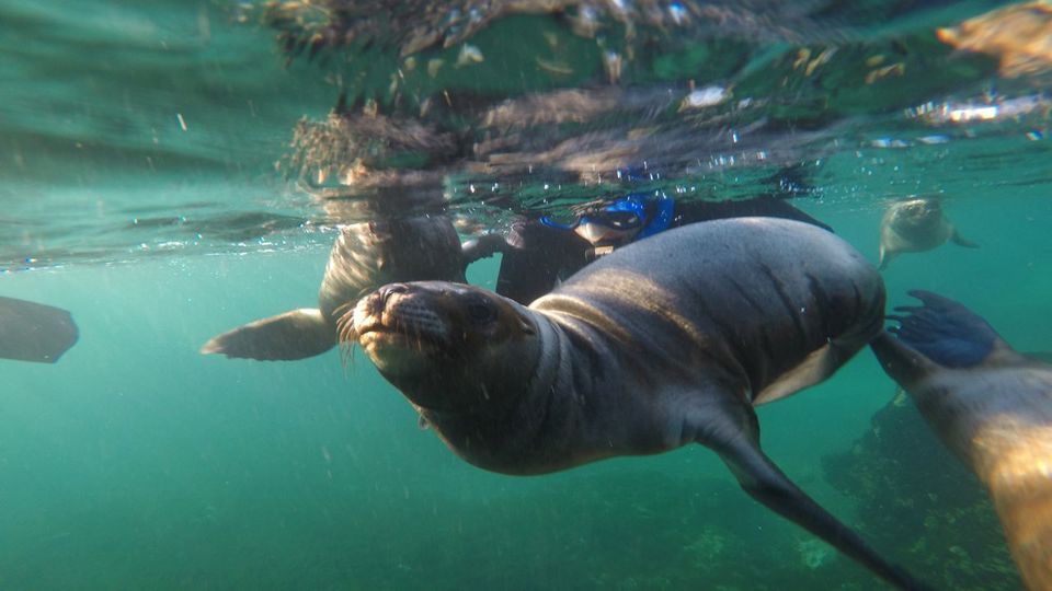 Bautismo Submarino Puerto Madryn: Buceo Personalizado foto 2