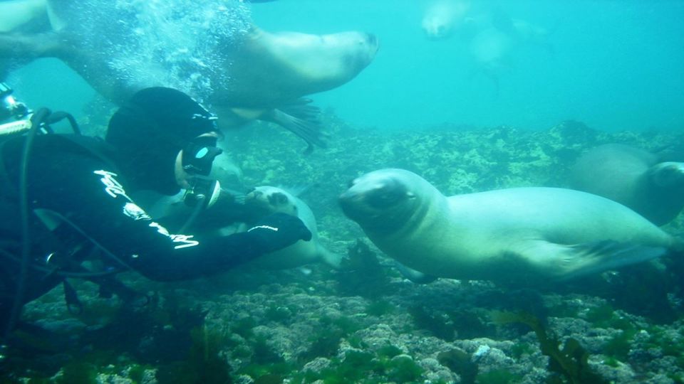 Diving with Sea Lions in Punta Tombo foto 2
