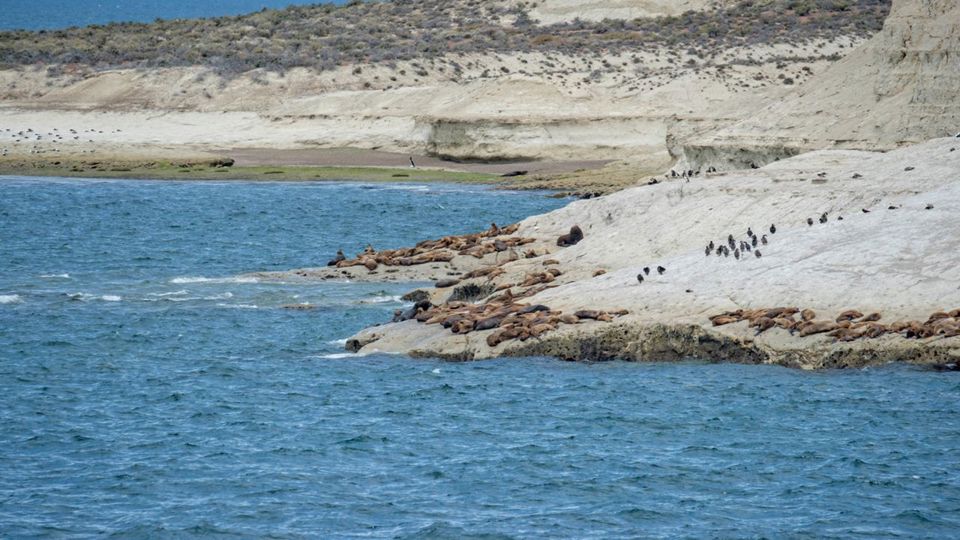 Puerto Madryn City Tour & Punta Loma Seal Colony foto 5