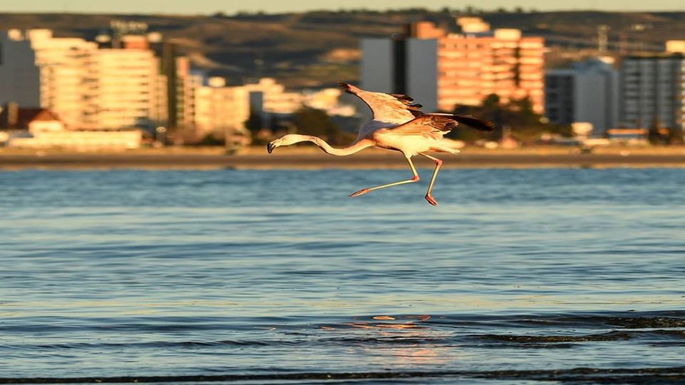 Puerto Madryn City Tour & Punta Loma Seal Colony foto 4