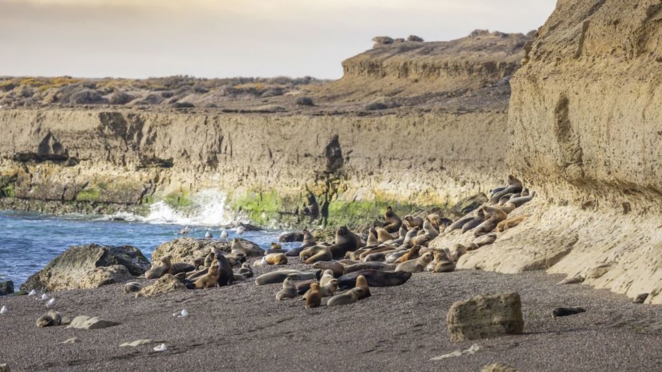 Puerto Madryn City Tour & Punta Loma Seal Colony foto 3