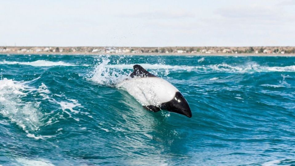 Dolphin Watching & Paleontology Museum Visit foto 5