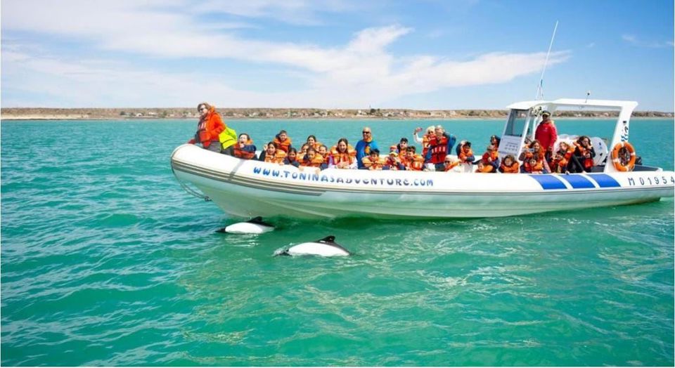 Dolphin Watching & Paleontology Museum Visit foto 4