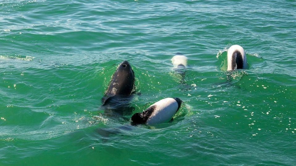 Dolphin Watching & Paleontology Museum Visit foto 2