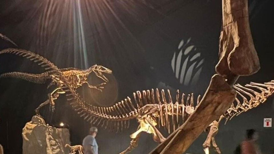 Dolphin Watching & Paleontology Museum Visit foto 7