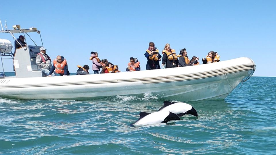 Dolphin Watching & Paleontology Museum Visit foto 1