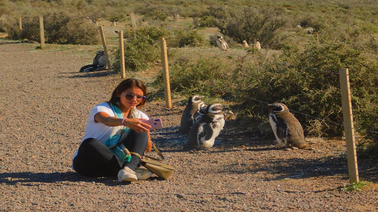 Excursión A Punta Tombo En Puerto Madryn  Para Pasajeros En Crucero (1)