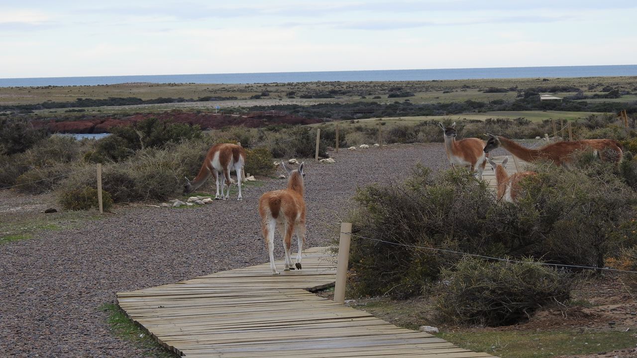 Excursión A Punta Tombo En Puerto Madryn  Para Pasajeros En Crucero (3)