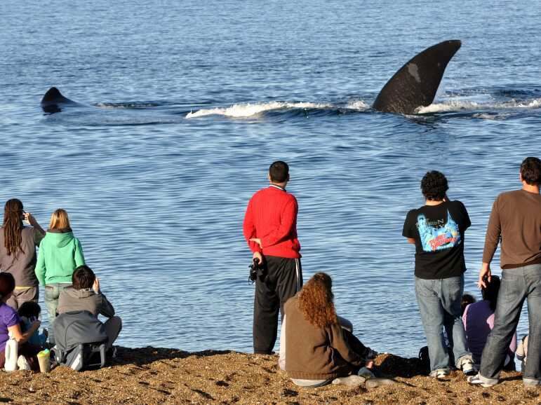 El Doradillo Beach 4x4 with Whale Watching foto 4
