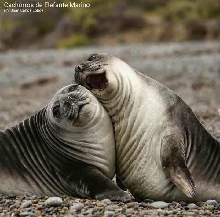 Private Peninsula Valdés Journey foto 6