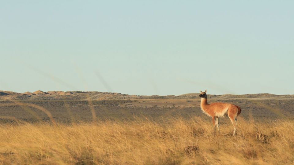 Private Peninsula Valdés Journey foto 1