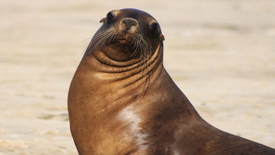 Private Peninsula Valdés Journey foto 3