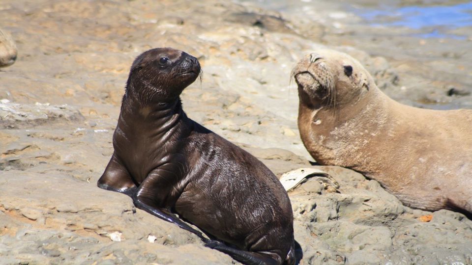 Private Peninsula Valdés Journey foto 5