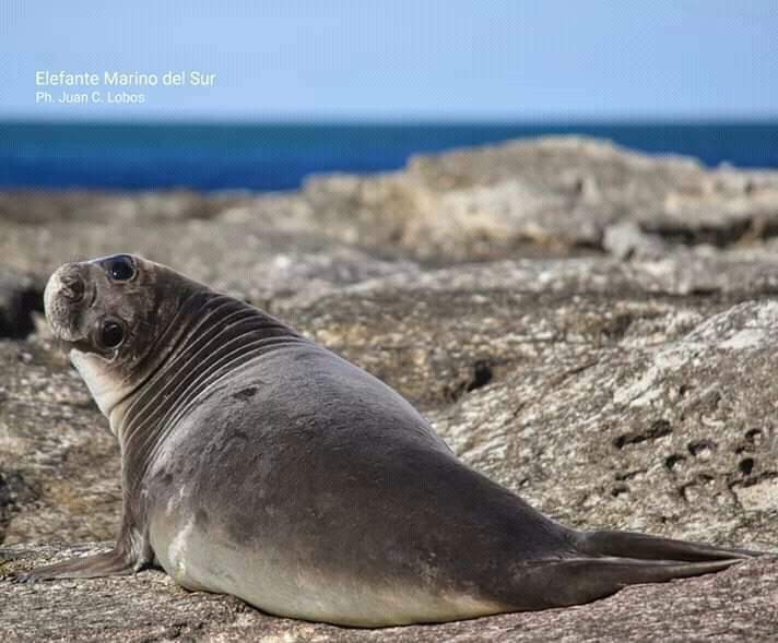 Private Peninsula Valdés Journey foto 7