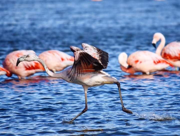 Private Punta Tombo & Gaiman Journey foto 7