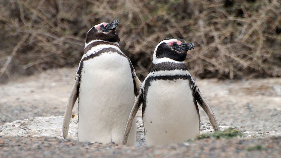 Private Punta Tombo & Gaiman Journey foto 4