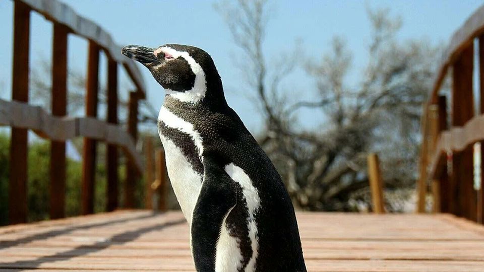 Private Punta Tombo & Gaiman Journey foto 6