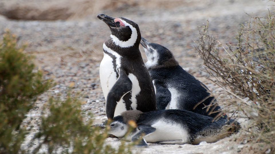 Private Punta Tombo & Gaiman Journey foto 5