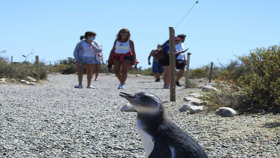 Punta Tombo Penguin Colony & Isla Escondida foto 4