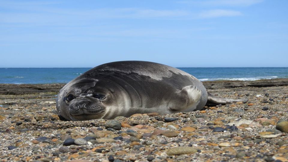 Punta Tombo Penguin Colony & Isla Escondida foto 6