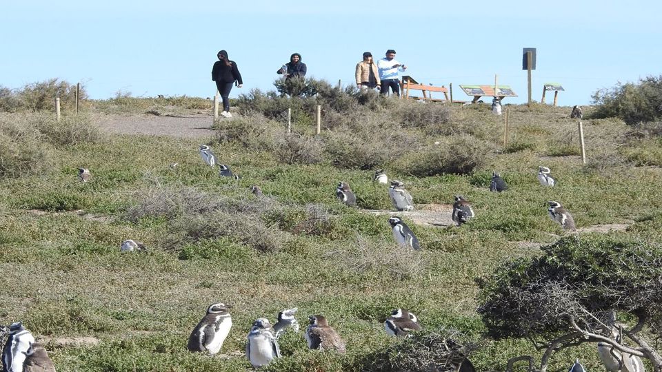 Punta Tombo Penguin Colony & Isla Escondida foto 5