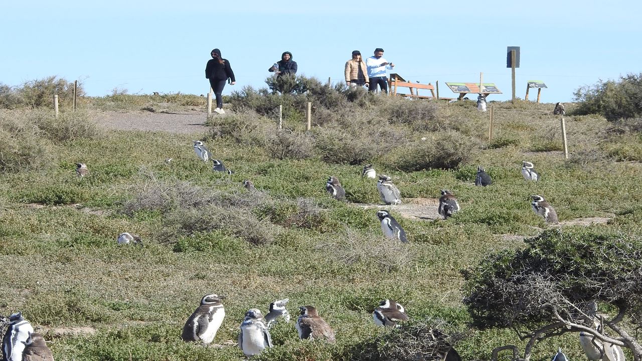 Punta Tombo Tour With Isla Escondida In Puerto Madryn (4)