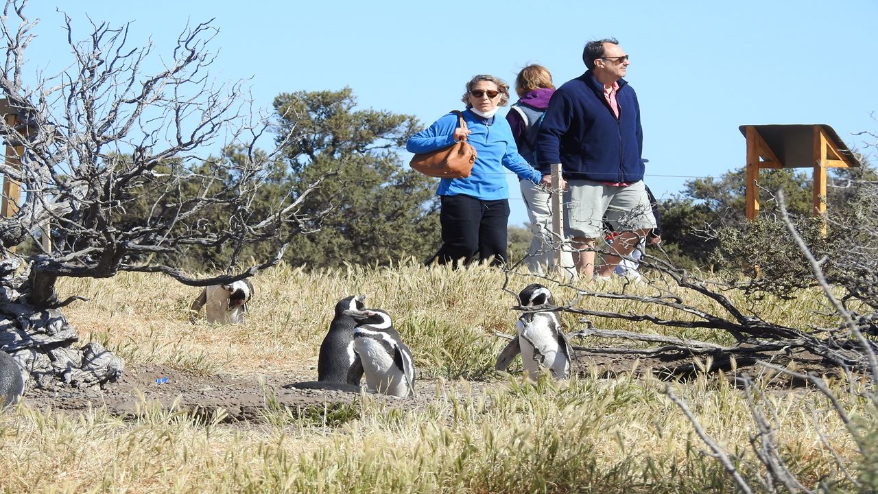 Punta Tombo Tour With Isla Escondida In Puerto Madryn (1)