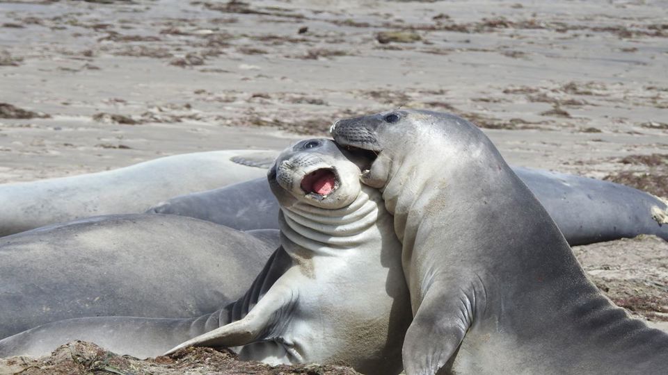 Punta Tombo Penguin Colony & Isla Escondida foto 3