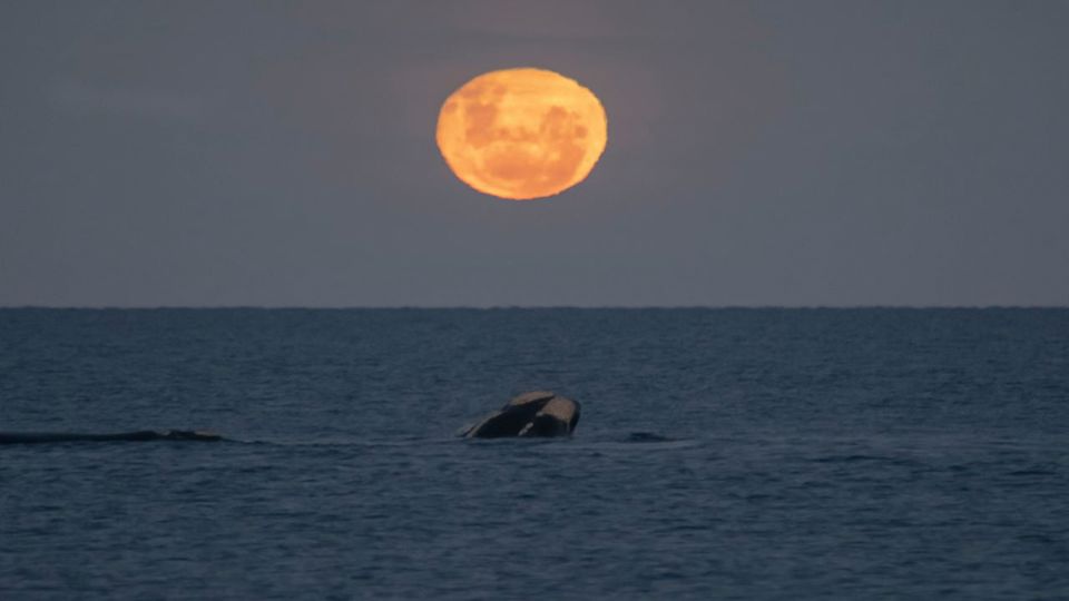 Whale Watching & Full Moon at Las Canteras Beach foto 1