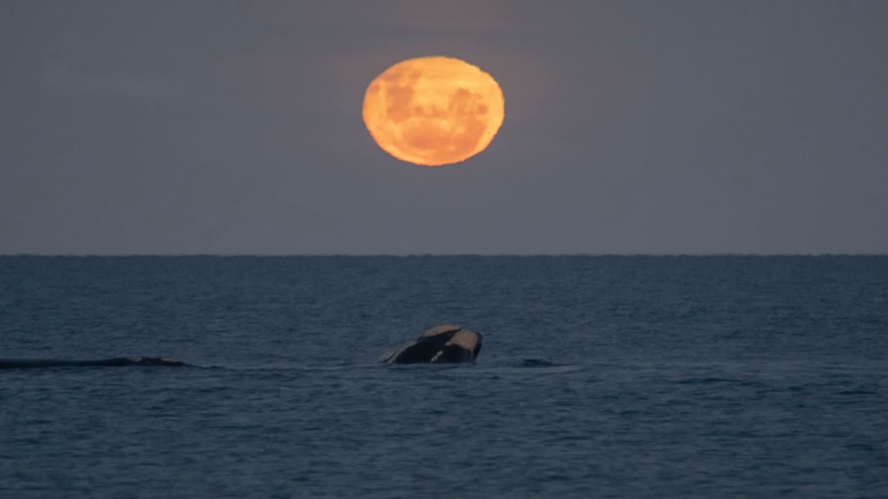 Full Moon And Whales In Puerto Madryn (0)