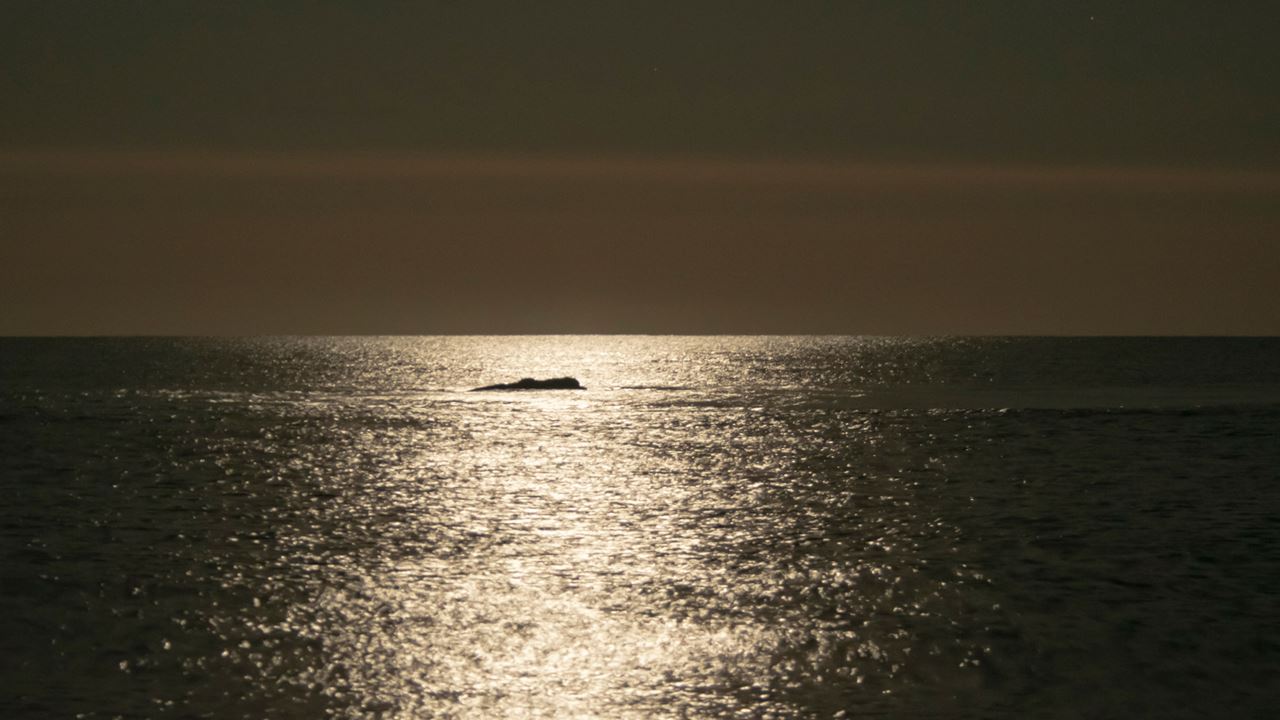 Full Moon And Whales In Puerto Madryn (3)