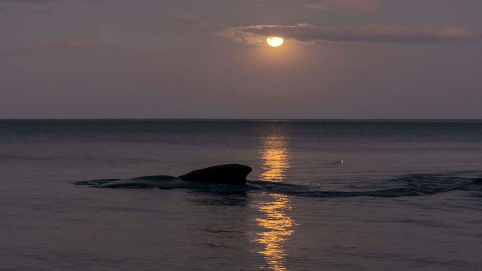 Whale Watching & Full Moon at Las Canteras Beach foto 3