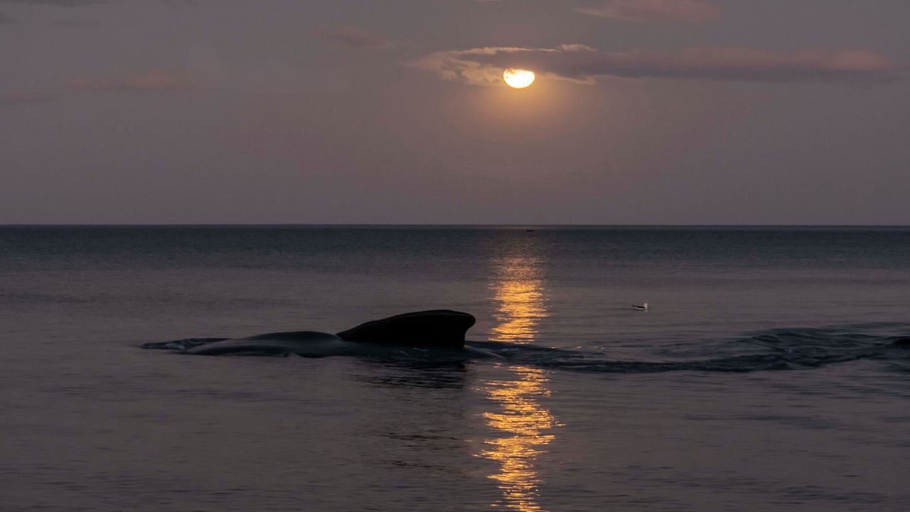 Full Moon And Whales In Puerto Madryn (2)