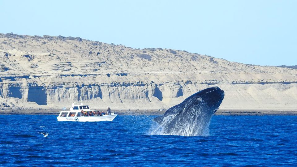 Full-Day at Peninsula Valdés with Transfers foto 2