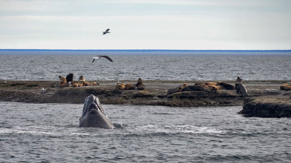 Península Valdés y Avistaje de Ballenas en Puerto Pirámides foto 5