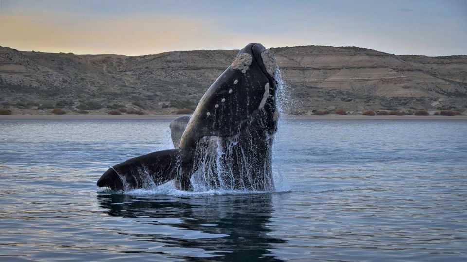 Península Valdés y Avistaje de Ballenas en Puerto Pirámides foto 7