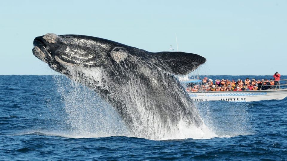 Península Valdés y Avistaje de Ballenas en Puerto Pirámides foto 1