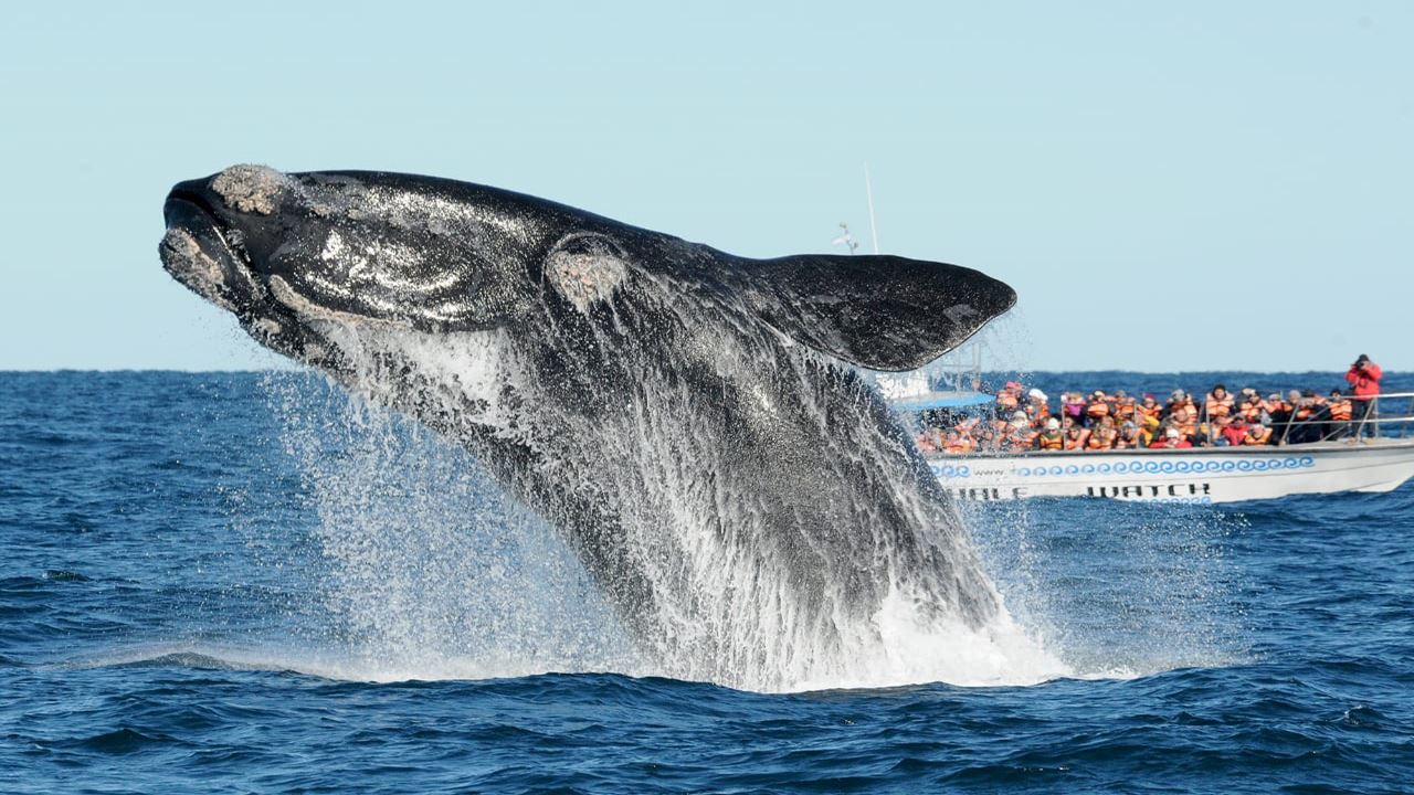 Peninsula Valdes And Whales Watching (0)