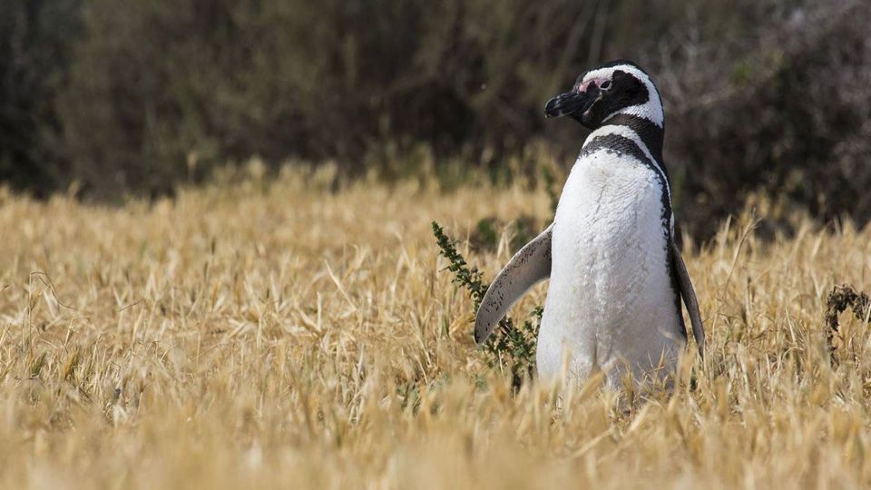 Dia com Pinguins na Estância San Lorenzo foto 9