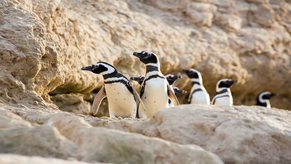 Dia com Pinguins na Estância San Lorenzo foto 2