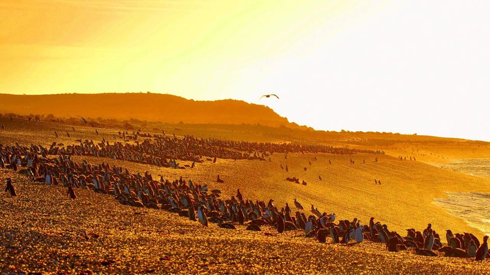 Dia com Pinguins na Estância San Lorenzo foto 3