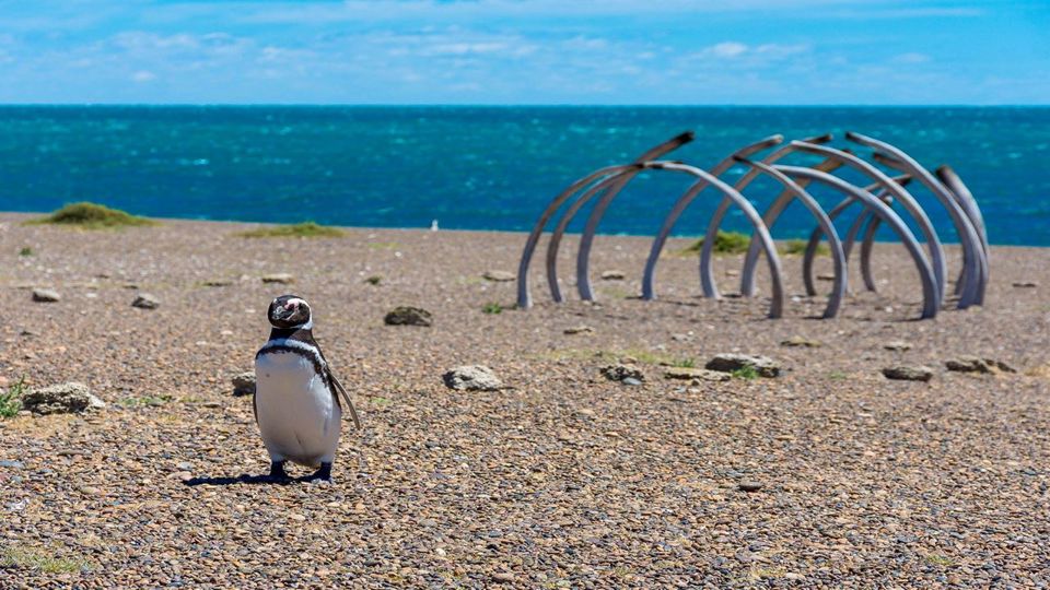 Dia com Pinguins na Estância San Lorenzo foto 6