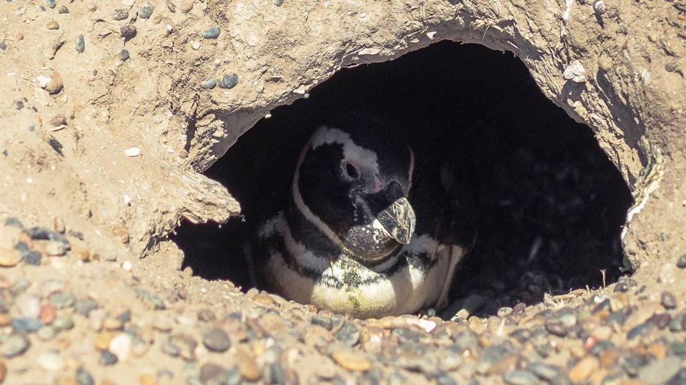 Dia com Pinguins na Estância San Lorenzo foto 4