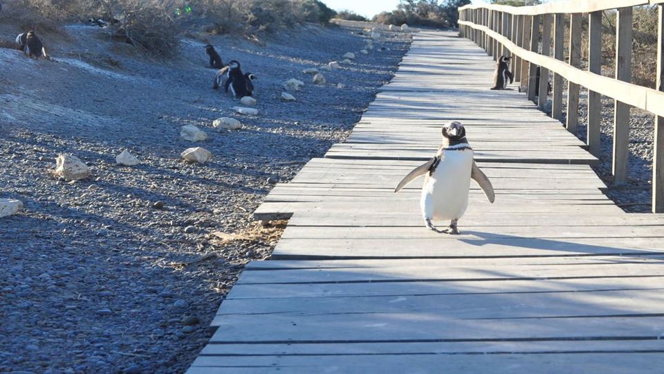Observação de Toninhas e Pinguins em Punta Tombo foto 8