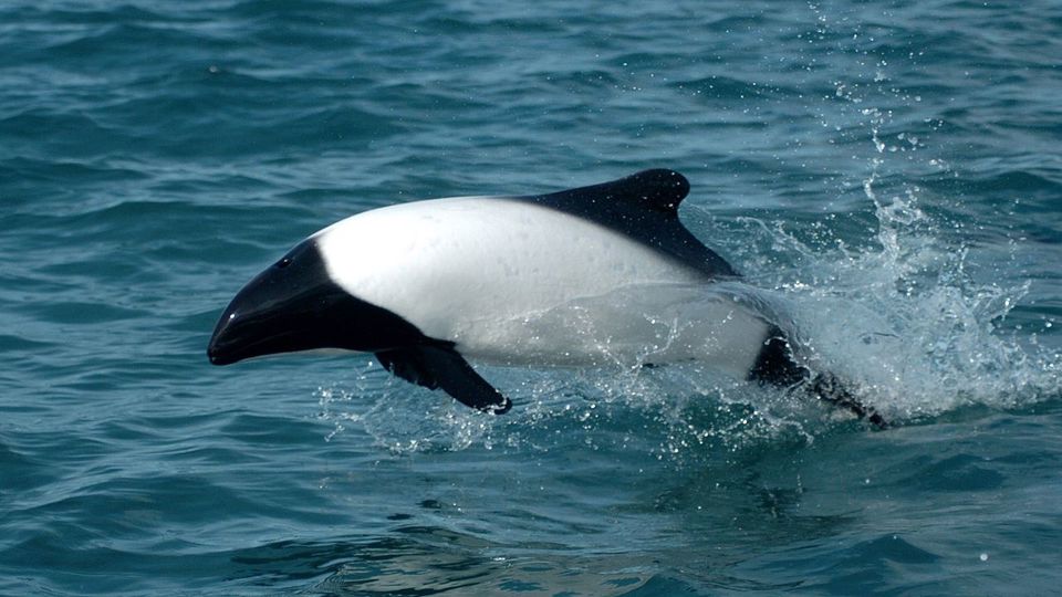 Observação de Toninhas e Pinguins em Punta Tombo foto 6