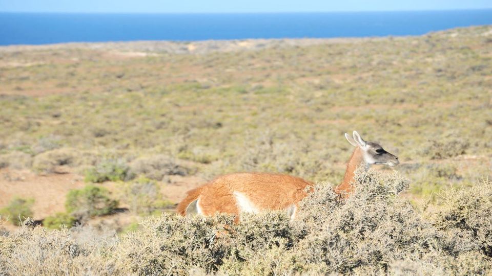 Observação de Toninhas e Pinguins em Punta Tombo foto 2